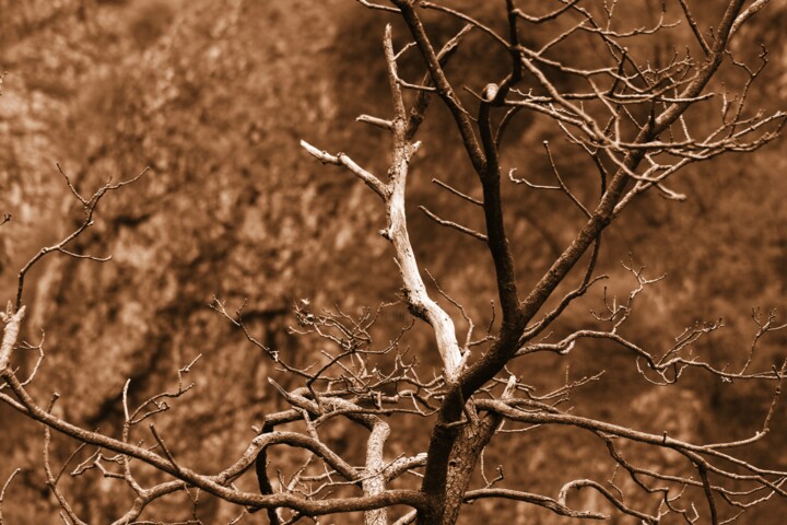 Fotografia intitulada "albero spoglio" por Lorenzo Corti, Obras de arte originais, Fotografia digital