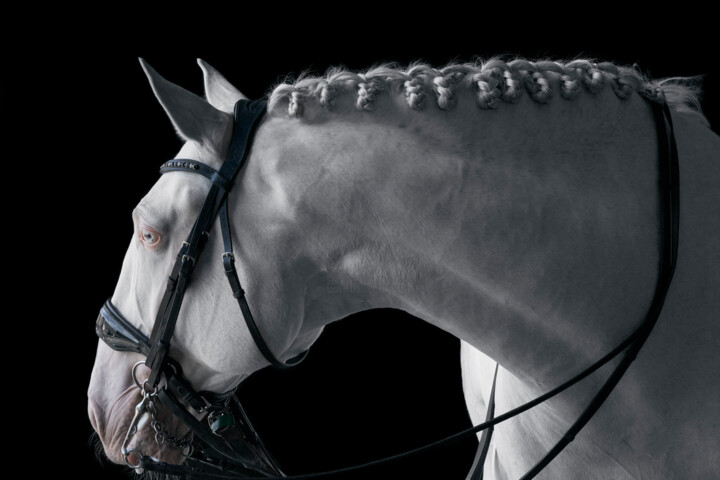 Fotografía titulada "White Horse V" por Lori Adamski-Peek, Obra de arte original, Fotografía digital