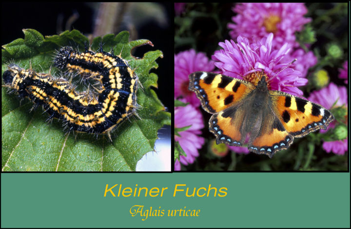 Photography titled "Schmetterling Klein…" by Lothar Reupert, Original Artwork, Analog photography
