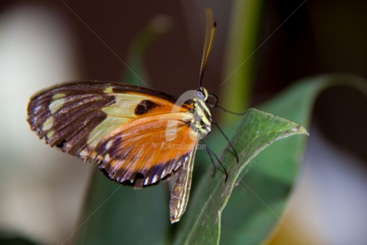 Fotografie getiteld "Butterfly 3" door Lou Zucchi, Origineel Kunstwerk
