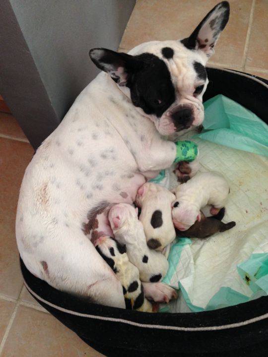 Maman Bouledogue Francais Et Ses Bebes Photography By Lucie Lucy Artmajeur