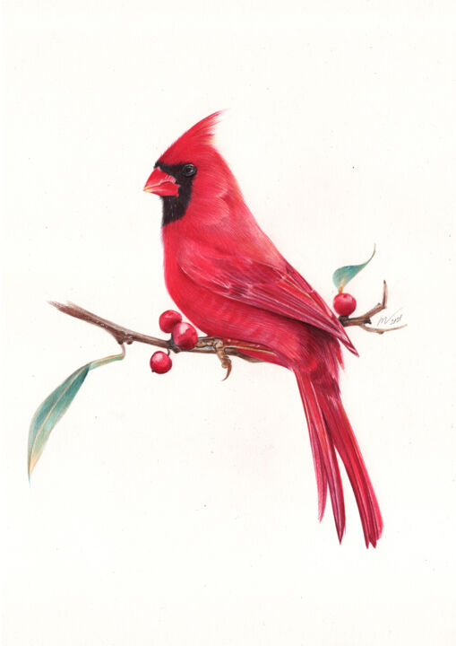 northern cardinal drawing