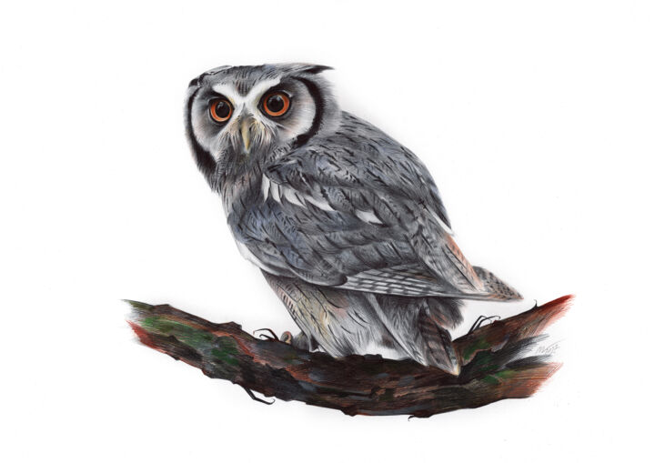 "Eurasian Scops Owl…" başlıklı Resim Daria Maier tarafından, Orijinal sanat, Tükenmez kalem