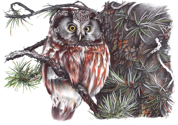Drawing titled "Boreal Owl II (Real…" by Daria Maier, Original Artwork, Ballpoint pen