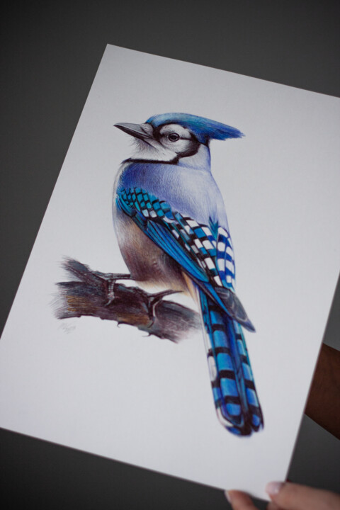 Blue Jay Drawing by Daria Maier