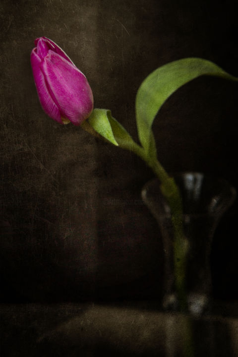 Photography titled "Tulipe mauve" by Jean-François Mansencal, Original Artwork, Digital Photography