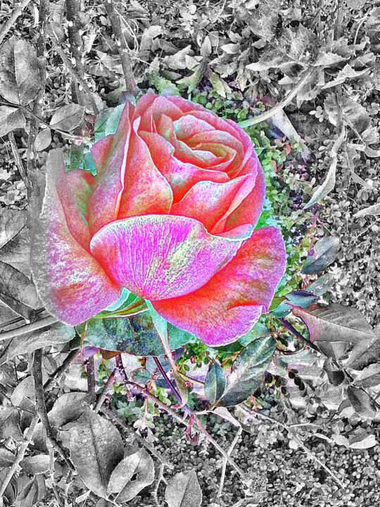 Digital Arts titled "Dreamy One Rose" by Manos Chronakis, Original Artwork, Digital Painting