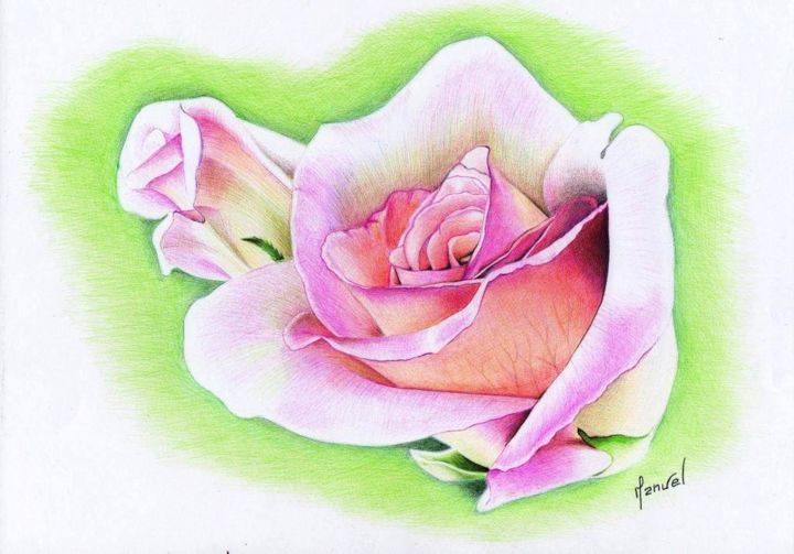 La Rose 2 Drawing By Manu Draftsman Artmajeur