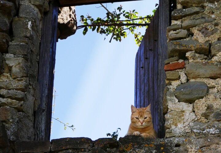 Photographie intitulée "Le chat roux à sa f…" par Marie Dubois, Œuvre d'art originale, Photographie non manipulée