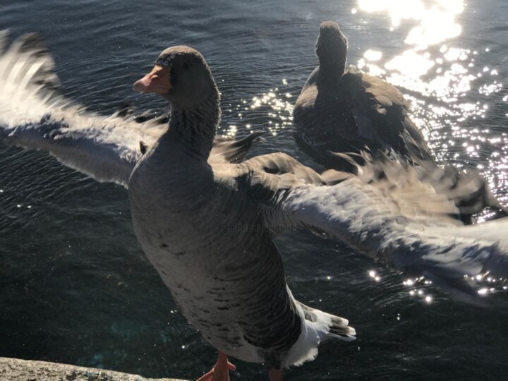 Fotografía titulada "Silver Duck, Bird o…" por Marina Gavrilova, Obra de arte original, Fotografía digital