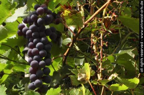 Fotografía titulada ""Wine (before & aft…" por Mario Strack, Obra de arte original