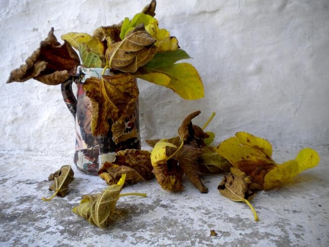 Photographie intitulée "vaso di foglie morte" par Mario Venza, Œuvre d'art originale