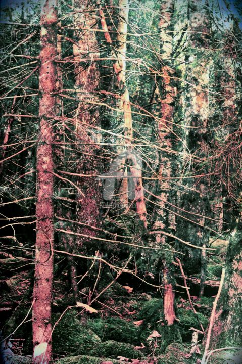 Photography titled "Forest" by Marion Kormann, Original Artwork