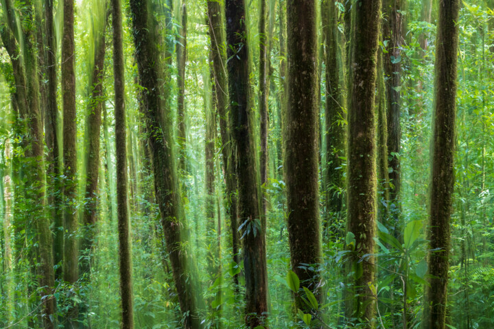Photographie intitulée "Esprits de la forêt" par Mathieu Pujol, Œuvre d'art originale, Photographie numérique Monté sur Alum…