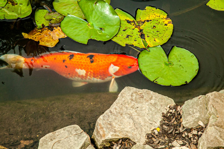 Photography titled "Koi" by Matt Kohnen, Original Artwork, Digital Photography