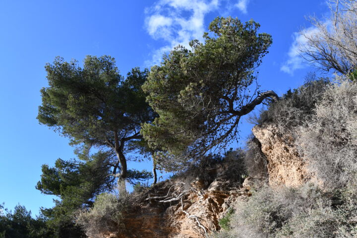 Photographie intitulée "pins et ciel bleu" par Martine Maury, Œuvre d'art originale, Photographie non manipulée