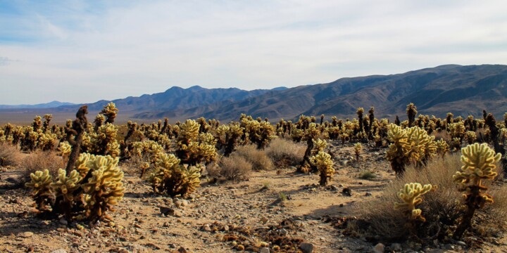 Photography titled "Joshua Tree Park -…" by Maxime Guengant, Original Artwork, Digital Photography