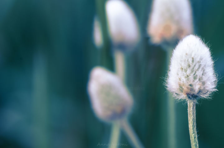 Photographie intitulée "Naturel" par Anna Fratoni, Œuvre d'art originale