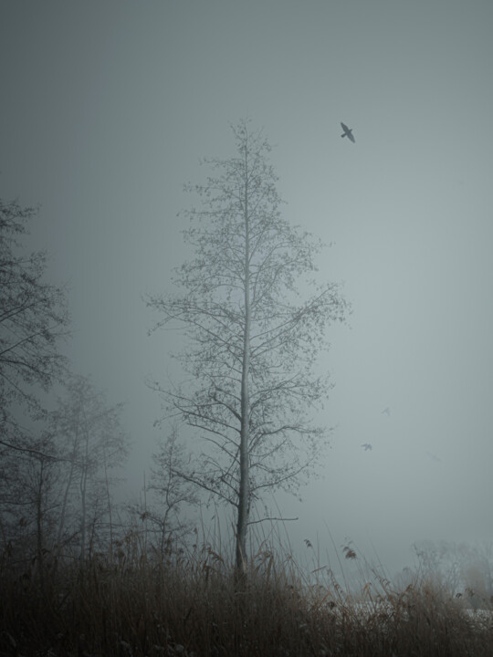Photography titled "A Tree In A Foggy F…" by Michael Lomiya, Original Artwork, Manipulated Photography
