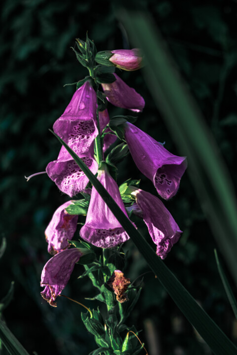 Fotografía titulada "A Purple Flower In…" por Michael Lomiya, Obra de arte original, Fotografía manipulada