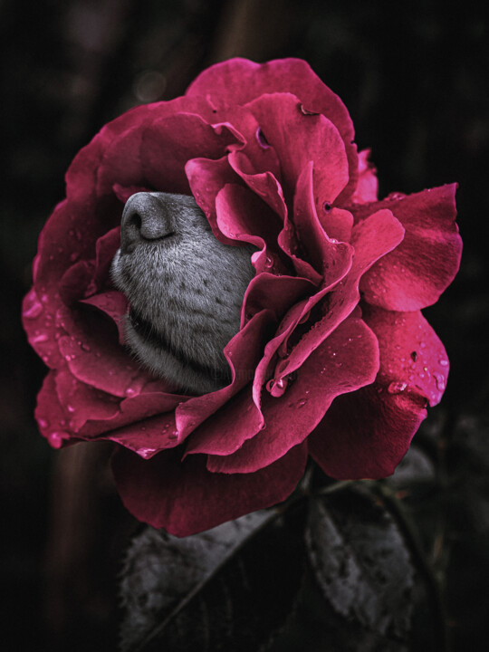 Photographie intitulée "A Rose With A Dog's…" par Michael Lomiya, Œuvre d'art originale, Collage numérique