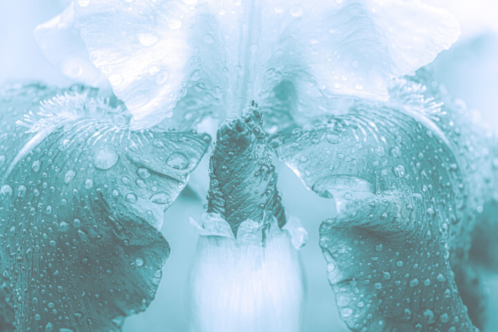 Fotografía titulada "A Delicate Wet Cyan…" por Michael Lomiya, Obra de arte original, Fotografía manipulada