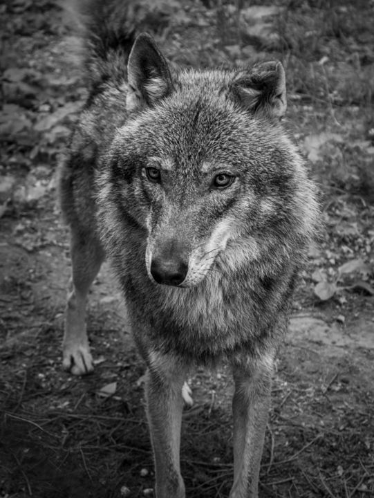 Photography titled "Wolf" by Michał Gromada, Original Artwork, Digital Photography