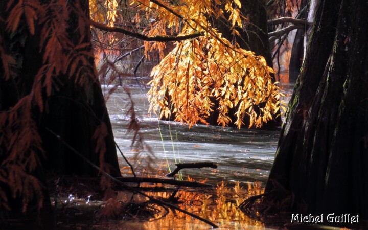 Fotografía titulada "Feu et or ....." por Michel Guillet, Obra de arte original