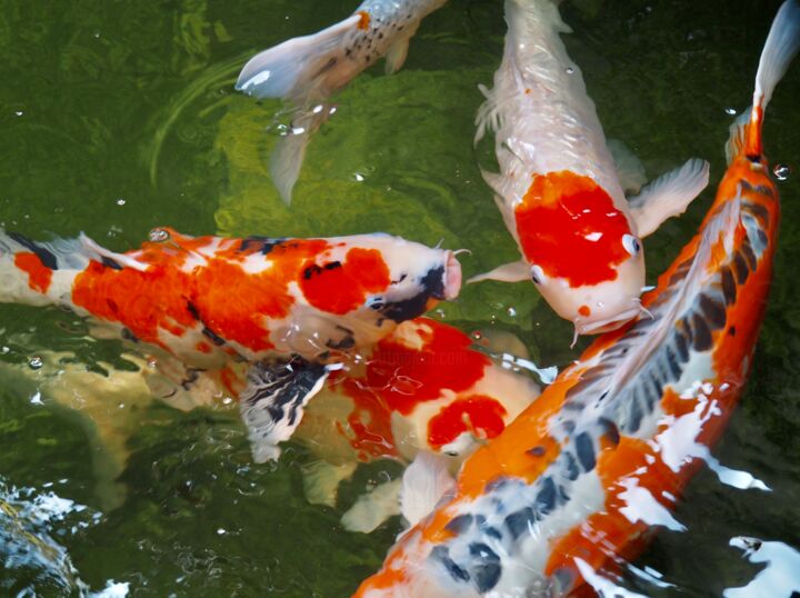 Photographie intitulée "Jeux de carpes." par Michel Paulin, Œuvre d'art originale, Photographie numérique