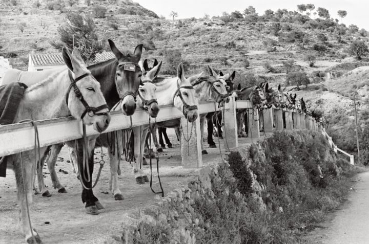 Fotografie mit dem Titel "Anes  Espagne" von Michel Poirier, Original-Kunstwerk, Analog Fotografie