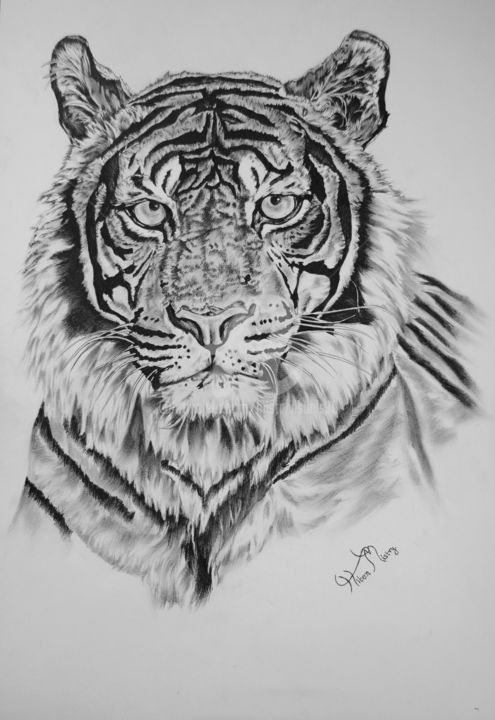 tiger portrait (Mistry Visuals)