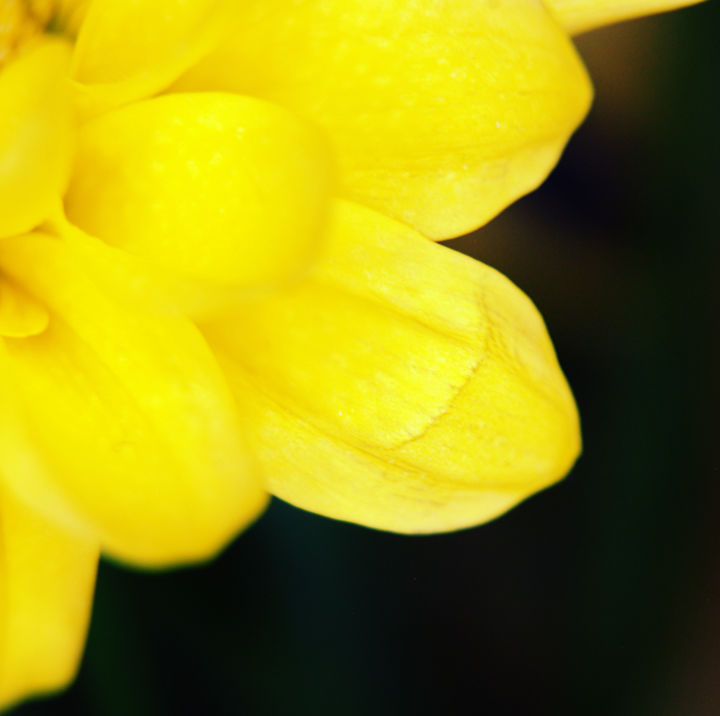 摄影 标题为“Yellow Petals” 由Monique Gray, 原创艺术品