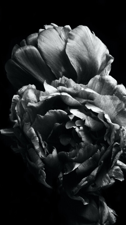 Fotografía titulada "Roses" por Monochrome Renditions, Obra de arte original, Fotografía analógica