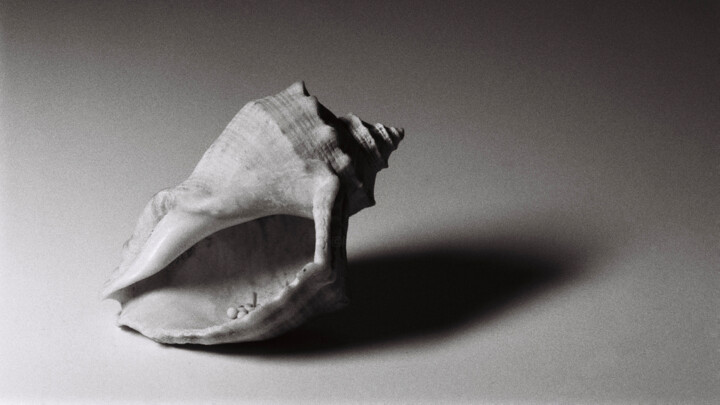 Fotografia zatytułowany „Seashell #1” autorstwa Monochrome Renditions, Oryginalna praca, Fotografia filmowa