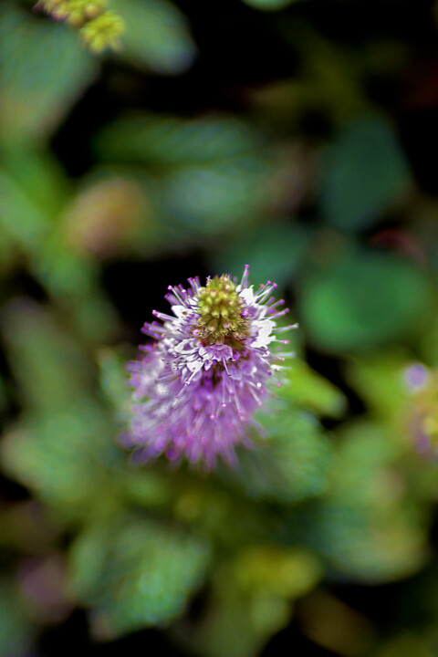 Photography titled "Feuilles de jardin…" by Muriel Cayet, Original Artwork