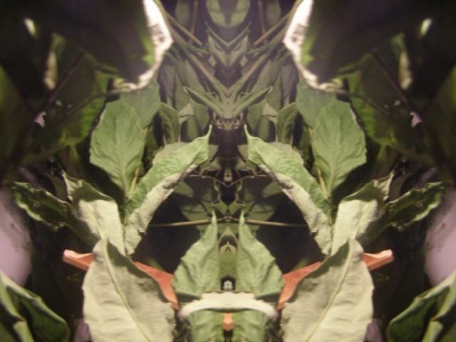 Digital Arts titled "THE SPIRIT OF PLANTS" by Star Barefoot Walker, Original Artwork