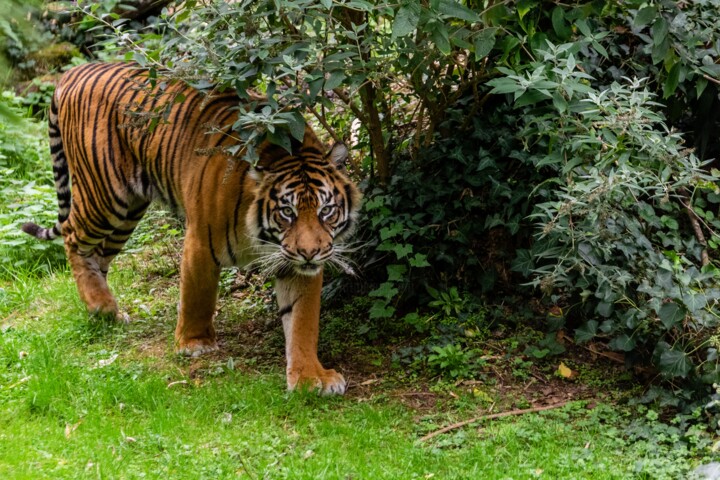 Fotografia intitolato "PANTHERA 006 - Tigr…" da Naep, Opera d'arte originale, Fotografia digitale