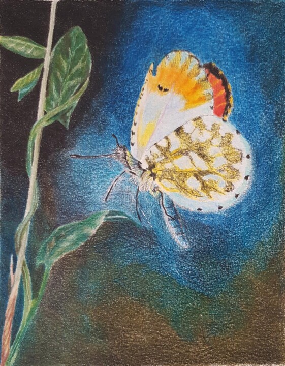 Drawing titled "butterfly" by Nafiseh Jafary, Original Artwork, Pencil