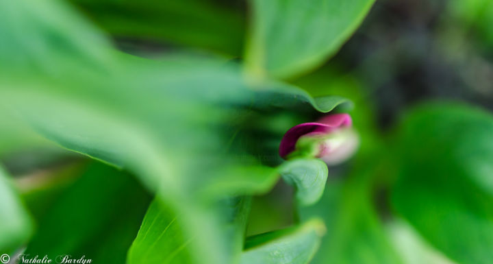 Photographie intitulée "Quand la nature dan…" par Nathalie Bardyn, Œuvre d'art originale