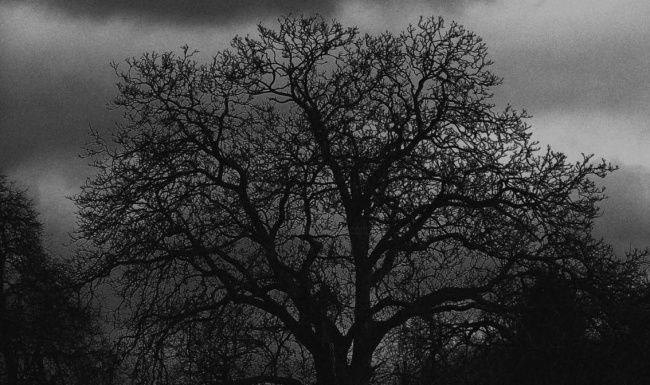 Photographie intitulée "An Other Tree" par Neonitrus, Œuvre d'art originale