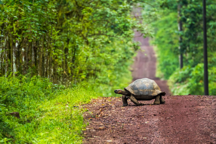 Photography titled "Tortoise Crossing" by Nick Dale, Original Artwork, Digital Photography