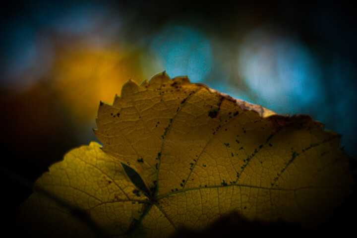 Fotografie getiteld "Leaf" door Nicolas Giannatasio, Origineel Kunstwerk, Digitale fotografie
