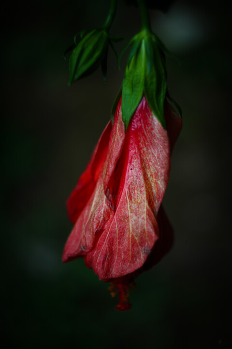 Fotografie getiteld "Flor de hibiscus ro…" door Nicolas Giannatasio, Origineel Kunstwerk, Digitale fotografie