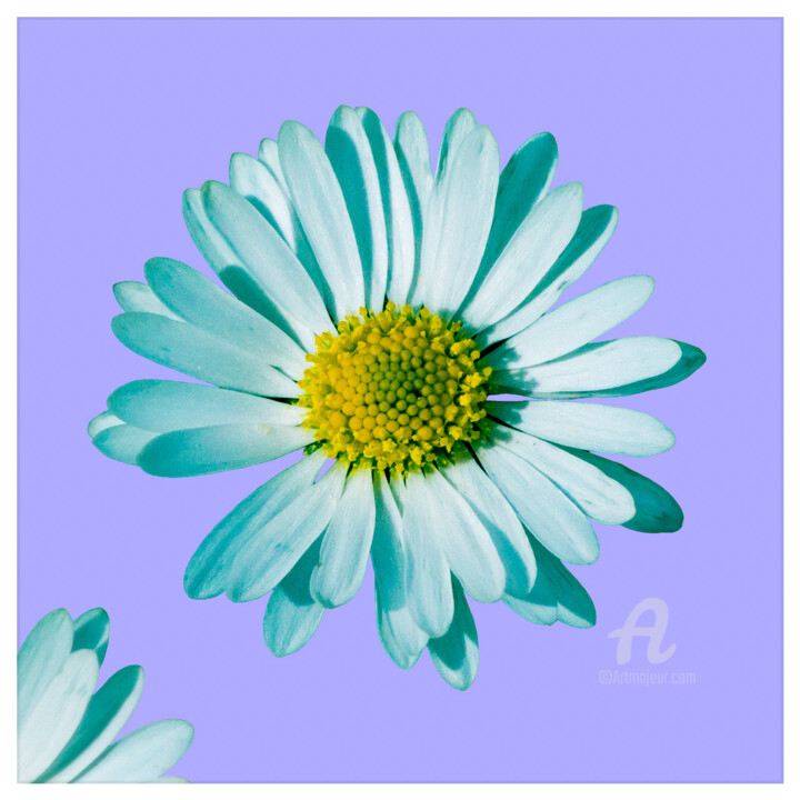 Fotografía titulada "Daisy blossom pop 2." por Nicolas-Monk.Gd, Obra de arte original, Fotografía digital