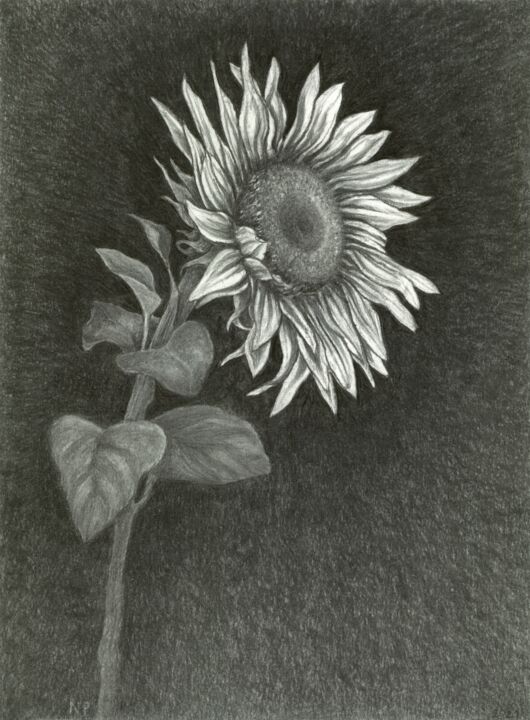 图画 标题为“JUST A SUNFLOWER” 由Nives Palmić, 原创艺术品, 木炭