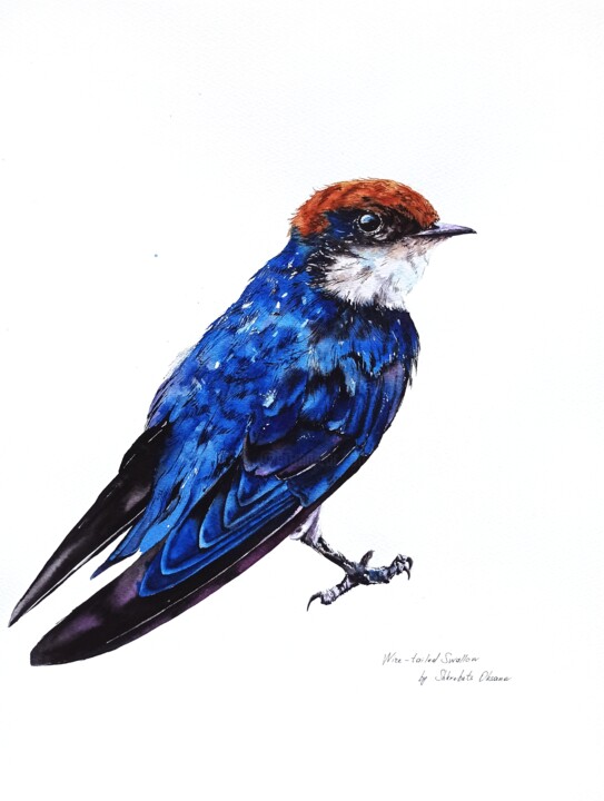 Pintura titulada "Wire-tailed swallow" por Oksana Shkrebets, Obra de arte original, Acuarela