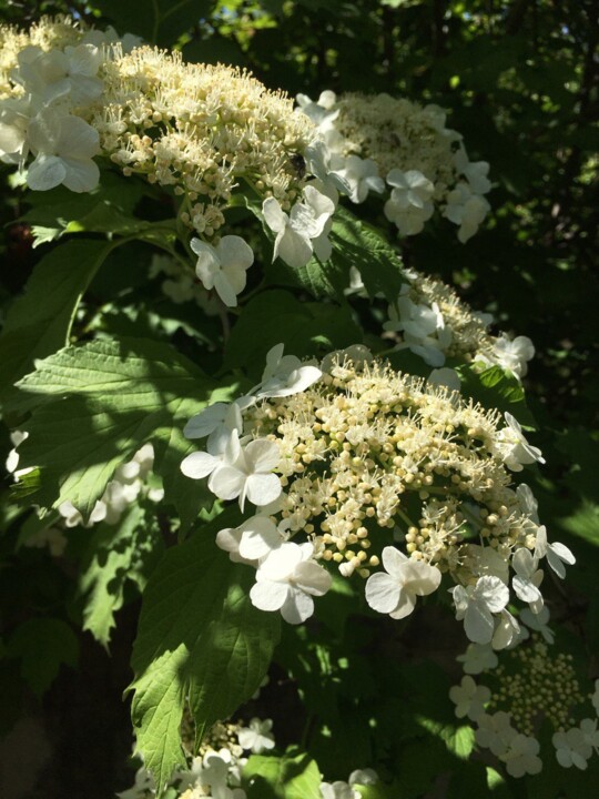 Фотография под названием "Viburnum flowers" - Оксана Верстюк, Подлинное произведение искусства, Цифровая фотография