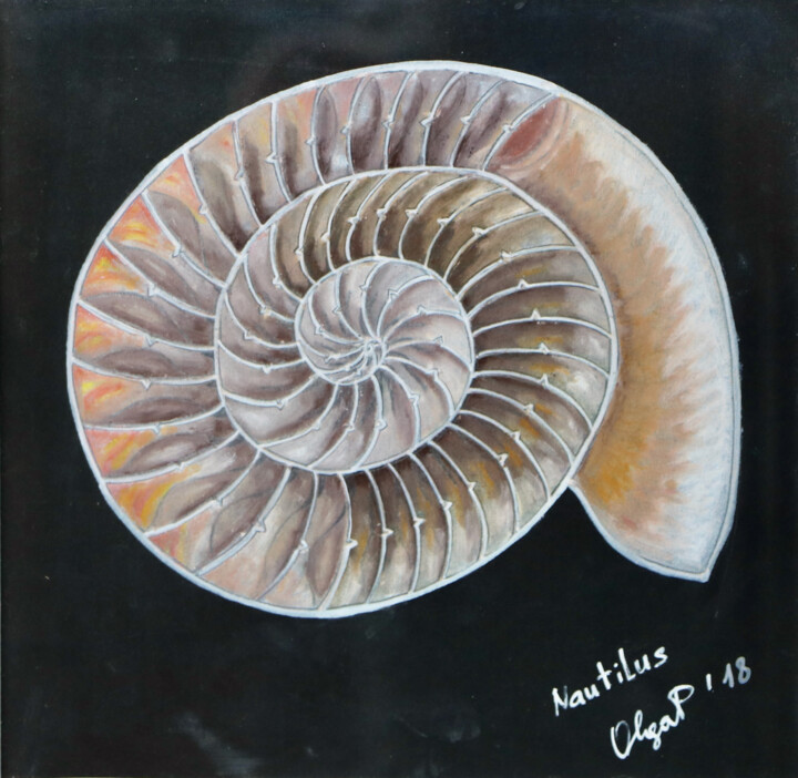 Nautilus: The Fossil, Drawing by Olga Petrova | Artmajeur