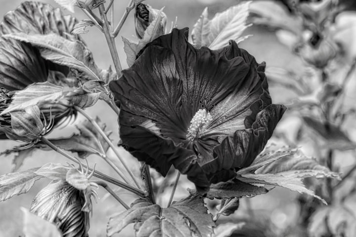 Rose De Chine N2 Photographie Par Alain Brasseur Artmajeur