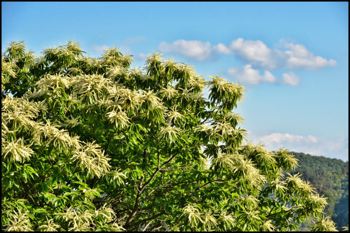 Chataignier En Fleurs 5 Photography By Alain Brasseur Artmajeur